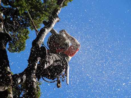 getting+the+tree+down+1.jpg