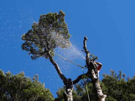 getting+the+tree+down+2.jpg