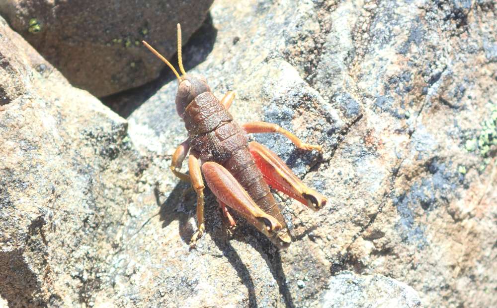 PB130561+Alpine+short-horn+grasshopper+%28Brachaspis+nivalis%29.JPG