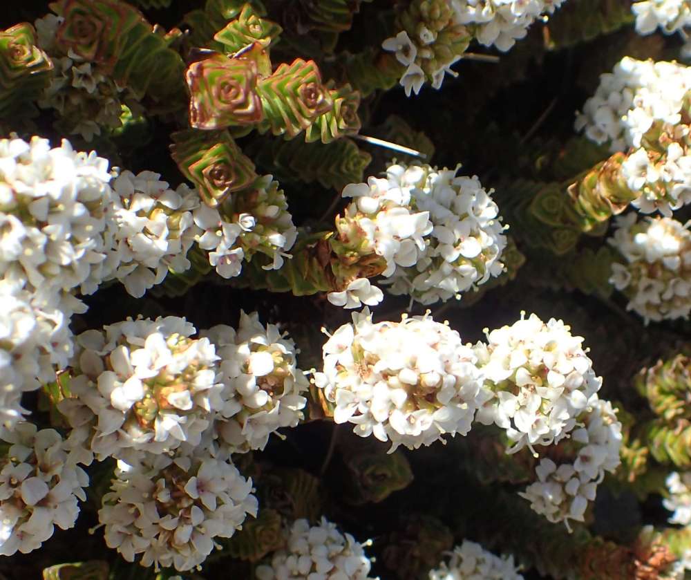 PB150703+Scree+hebe+%28Hebe+macrocalyx%29.JPG