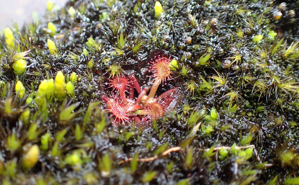 PA110799+Drosera+spatulata.JPG