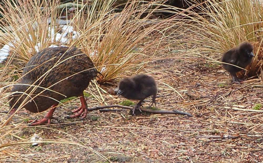 PA120860+Western+weka+%28Gallirallus+australis+australis%29+at+Fenella+Hut.JPG