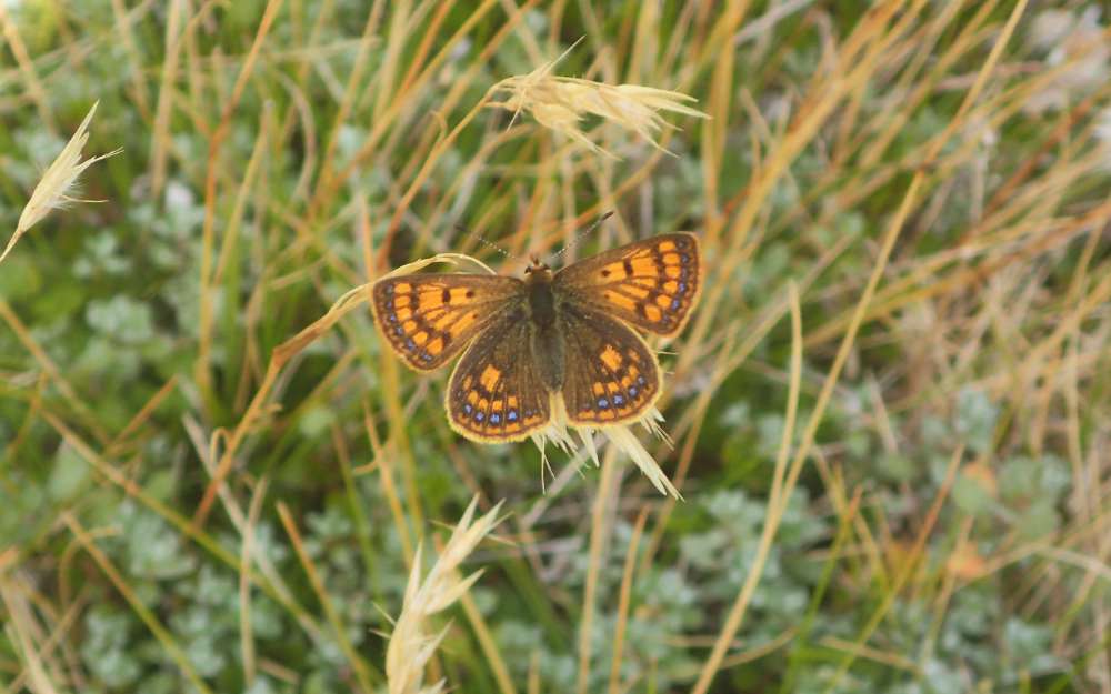 P3051912+Copper+butterfly+%28Lycaena+sp.%29.JPG