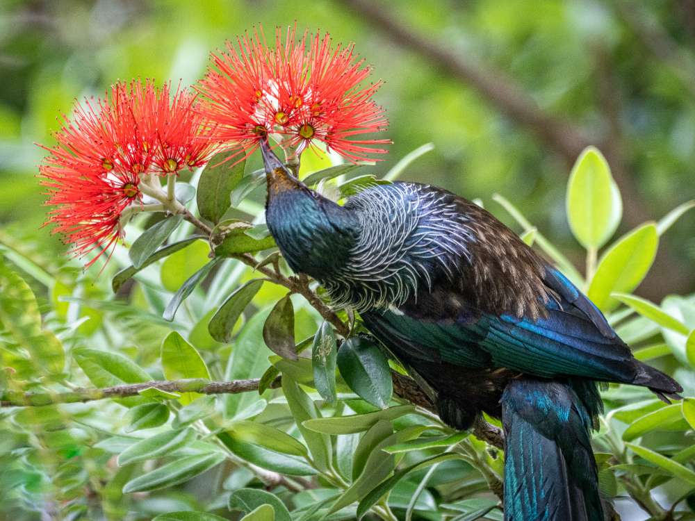 NFF+Christchurch+TC+Sharon+Brophy+Tui.jpg