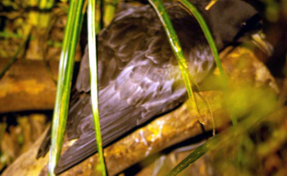 355103447+T%3Fiko_Westland+petrel+%28Procellaria+westlandica%29+in+the+bush+above+Waiwhero+Creek+%28photo+by+Barney+Stephenson%29.jpg