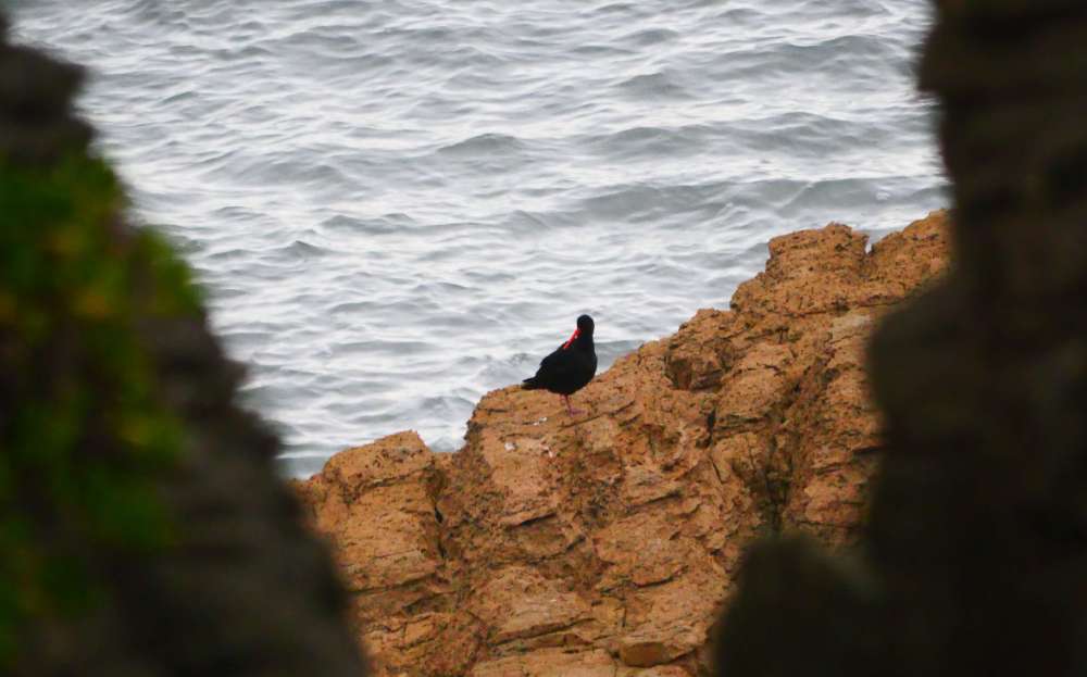 P1140142+T%3Frea+pango_variable+oystercatcher+%28Haematopus+unicolor%29+at+Dolomite+Point.JPG