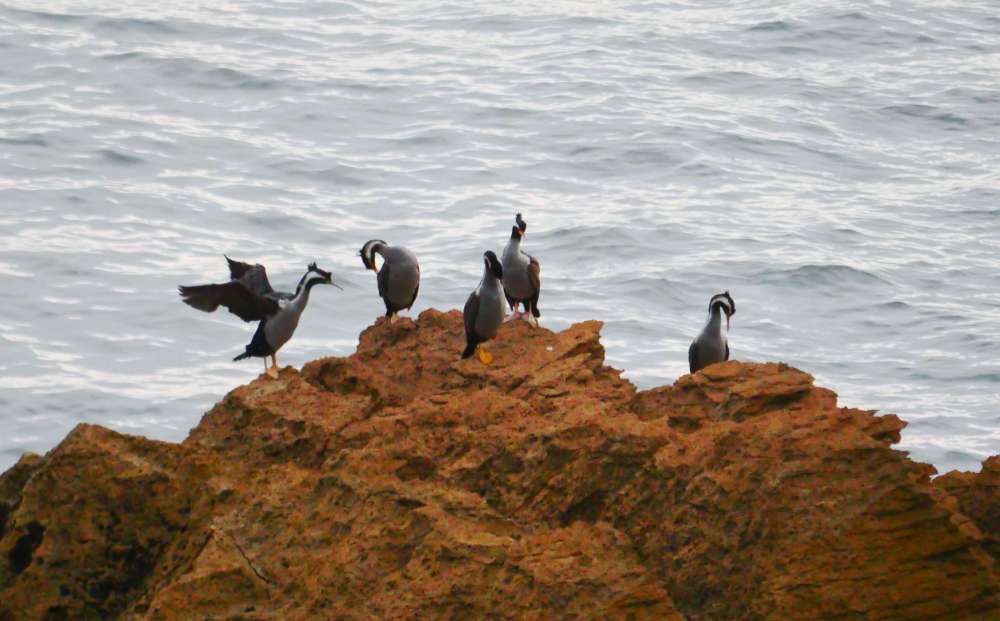 P1140136+Parekareka_spotted+shags+%28Phalacrocorax+punctatus+oliveri%29+at+Dolomite+Point.JPG